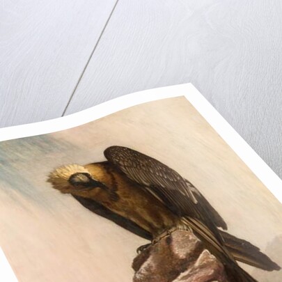 Eagle on Cliff by School English