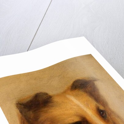 Collie by George Washington Brownlow
