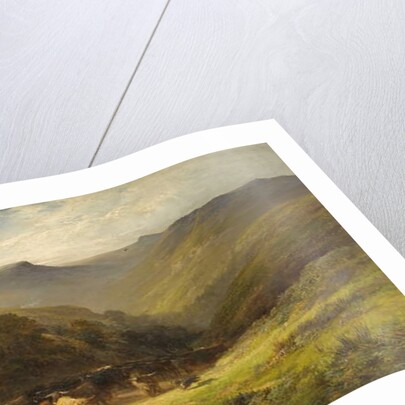 Highland Cattle by School English