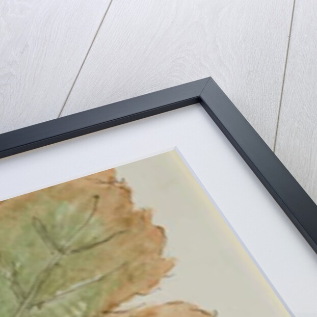 The Grape Leaf by John Wilson Carmichael