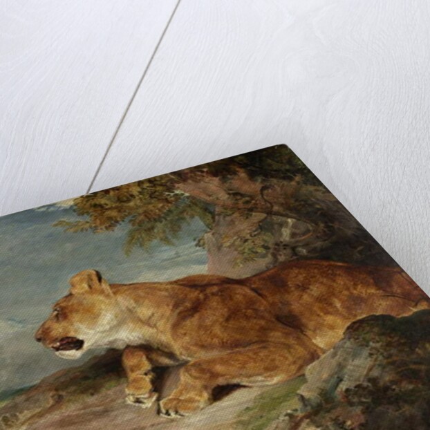 The Lioness, c.1824-27 by John Frederick Lewis