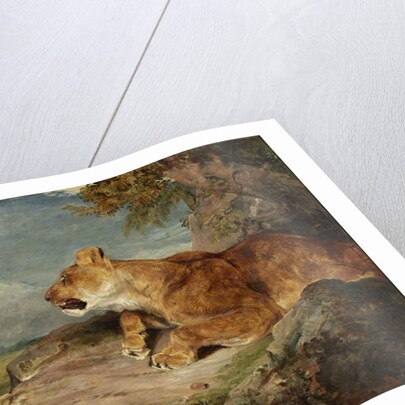 The Lioness, c.1824-27 by John Frederick Lewis