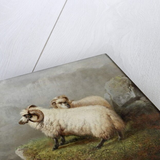 Sheep on a Cliff Edge, c.1865-68 by George Hepper