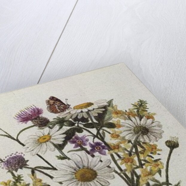 Knapweed, Ox-eye Daisy and Toad Flax by Ursula Hodgson