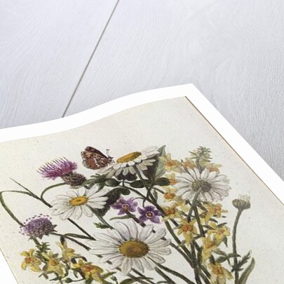 Knapweed, Ox-eye Daisy and Toad Flax by Ursula Hodgson