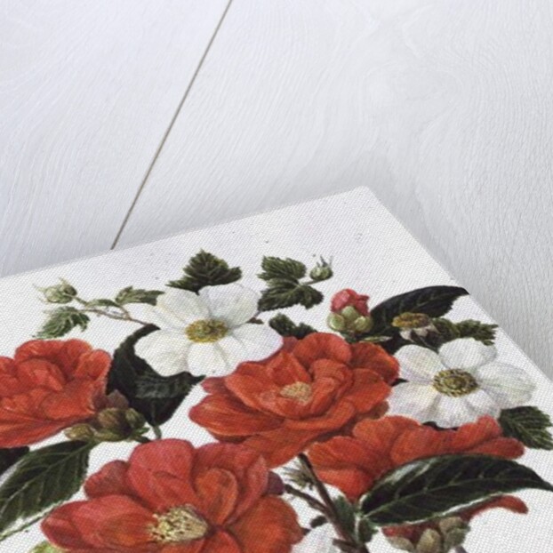 Camellia Adolf Audusson by Ursula Hodgson