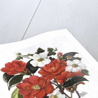 Camellia Adolf Audusson by Ursula Hodgson