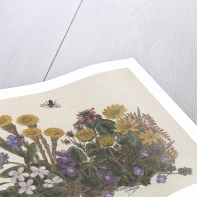 Purple and White Violets, Daisy, Celandine and Forget-me-not by Ursula Hodgson