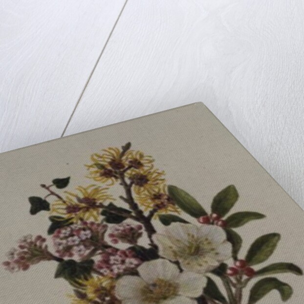 Skimia Japonica, Hammemelus, Viburnum and Hellebore by Ursula Hodgson