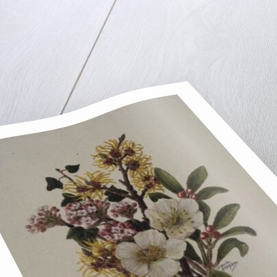Skimia Japonica, Hammemelus, Viburnum and Hellebore by Ursula Hodgson
