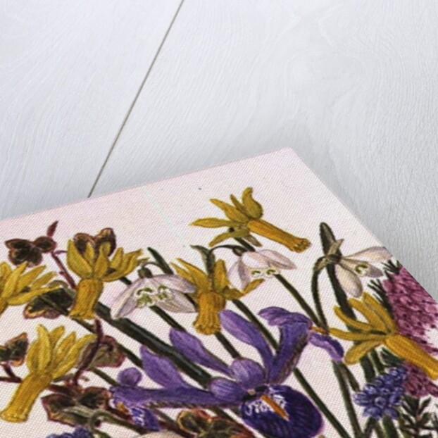 Snowdrop, Narcissus Cyclamineus, Iris Reticulata and Grape Hyacinth by Ursula Hodgson
