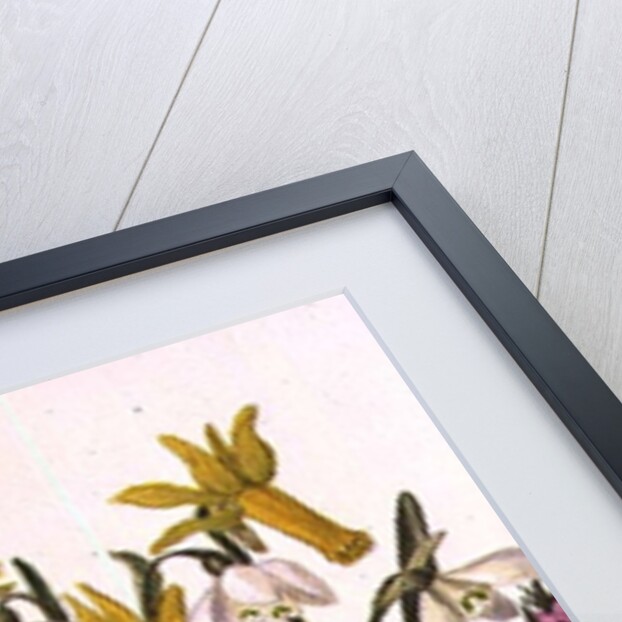 Snowdrop, Narcissus Cyclamineus, Iris Reticulata and Grape Hyacinth by Ursula Hodgson