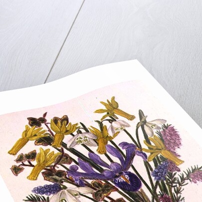 Snowdrop, Narcissus Cyclamineus, Iris Reticulata and Grape Hyacinth by Ursula Hodgson