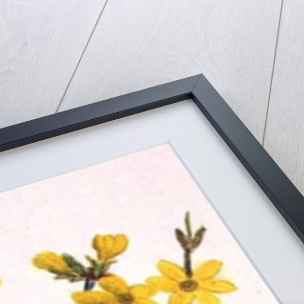 Snowberries, Dogwood and Jasmine by Ursula Hodgson