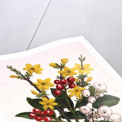 Snowberries, Dogwood and Jasmine by Ursula Hodgson