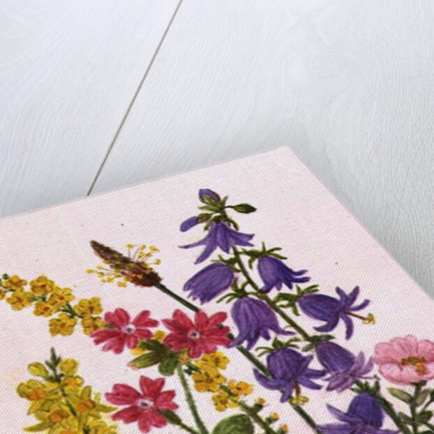 Bluebells, Broom, Herb Robert and other wild flowers by Ursula Hodgson