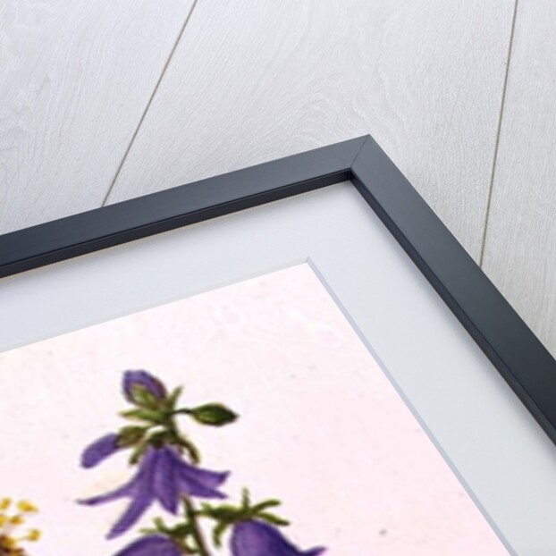 Bluebells, Broom, Herb Robert and other wild flowers by Ursula Hodgson