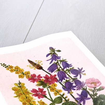 Bluebells, Broom, Herb Robert and other wild flowers by Ursula Hodgson