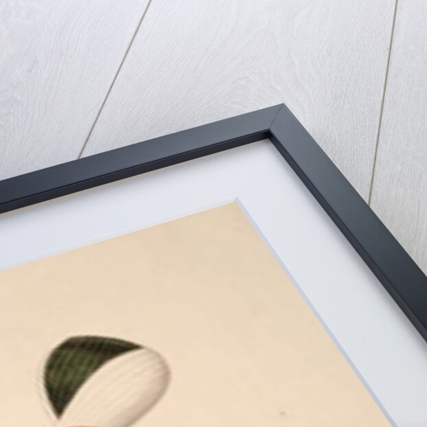 Scribe to the Janissary Commanders, Ottoman period, third quarter of 18th century by French School