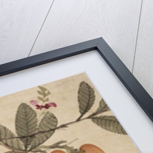 One of a series of paintings of birds and fruit, late 19th century by Guochen Wang