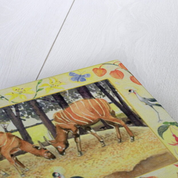 Bongo by Vivika Alexander