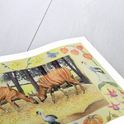 Bongo by Vivika Alexander