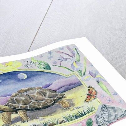 Giant Tortoise by Vivika Alexander