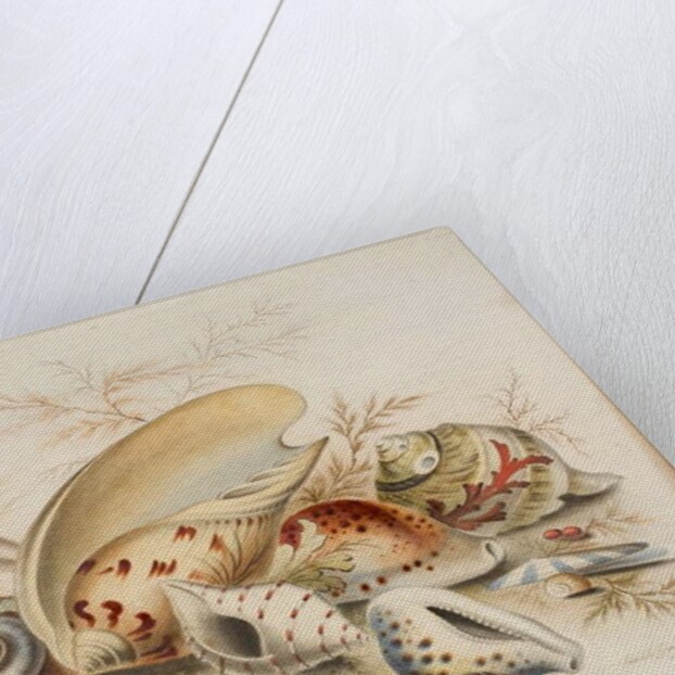 Study of Sea Shells, 1876 by Joseph Smith