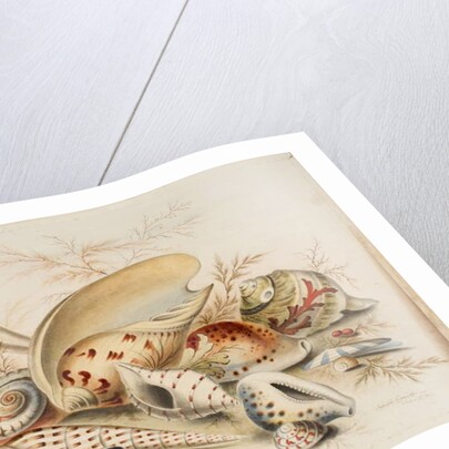 Study of Sea Shells, 1876 by Joseph Smith