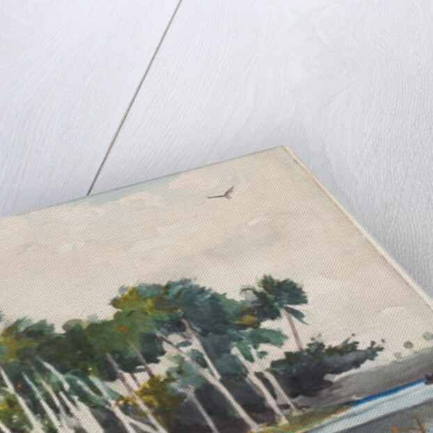 The Turkey Buzzard by Winslow Homer