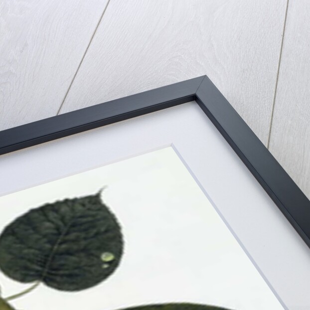 Apple and Eve and Serpent by Wayne Anderson