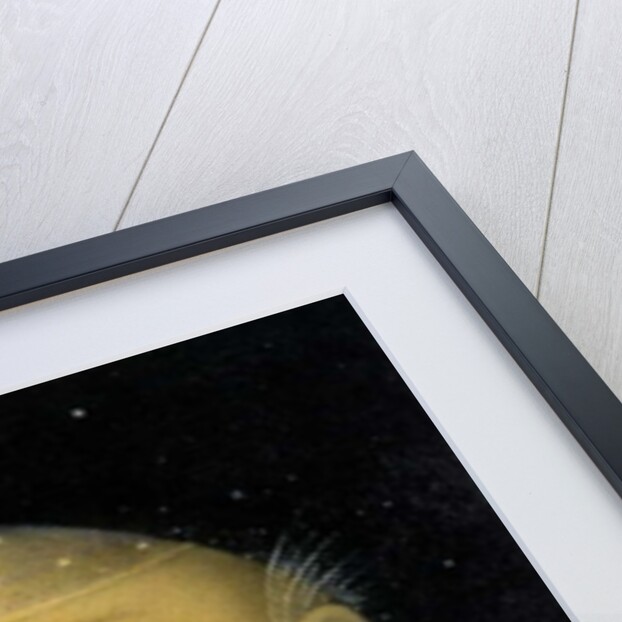 Juggling Crescent Moon by Wayne Anderson