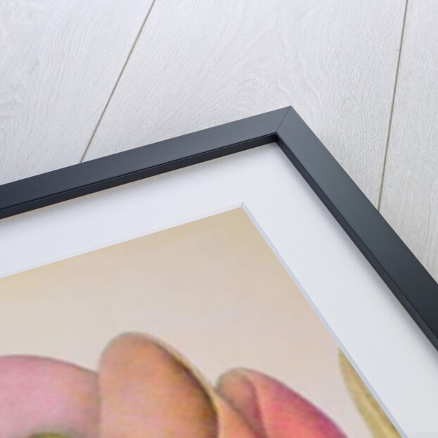 The Tulip Burst Open With a Pop, 1991 by Wayne Anderson