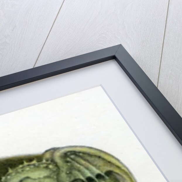 Amphisbaena, 1992 by Wayne Anderson