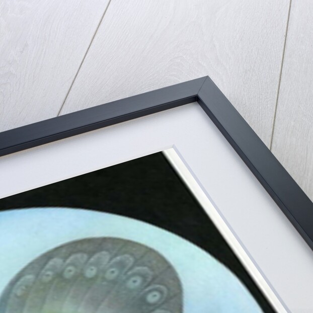 The Blue Butterfly by Wayne Anderson