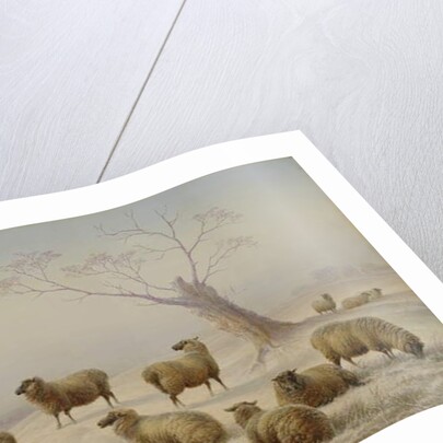 Sheep in Snow, 1880 by Charles Jones
