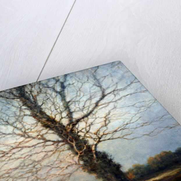 Sunlit Tree by Richard Willis