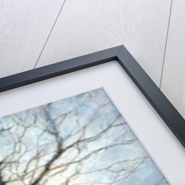 Sunlit Tree by Richard Willis