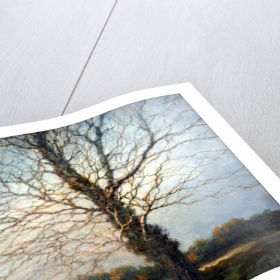 Sunlit Tree by Richard Willis