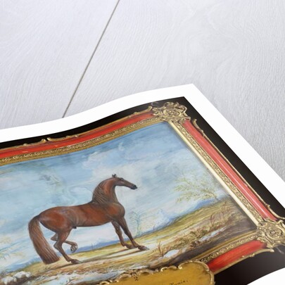 No. 2 'Alzan de Tunis', a Barbary horse of the Spanish Riding School by Baron Reis d' Eisenberg