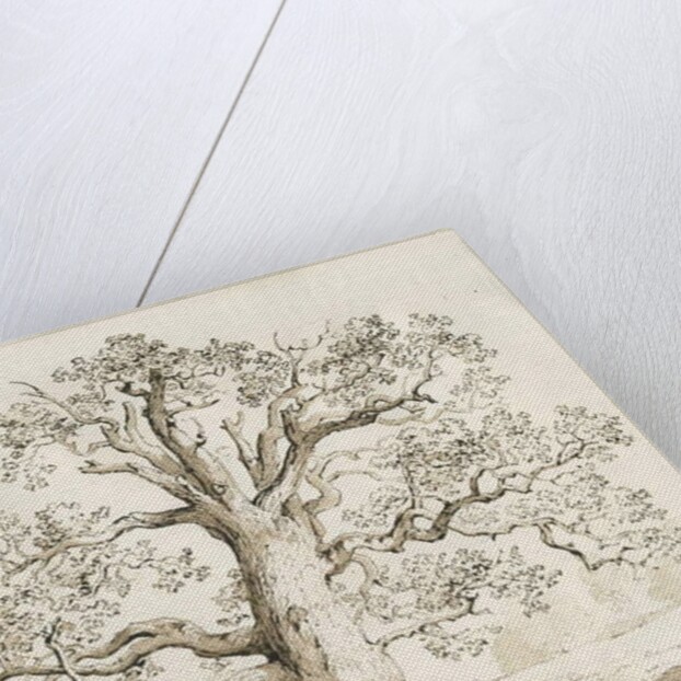 Blithfield - Squitch Oak : pen and wash, 1837 by Thomas Peploe Wood