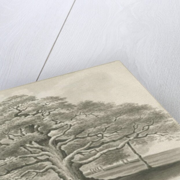 Blithfield - Bagot's Oak by Robert Noyes