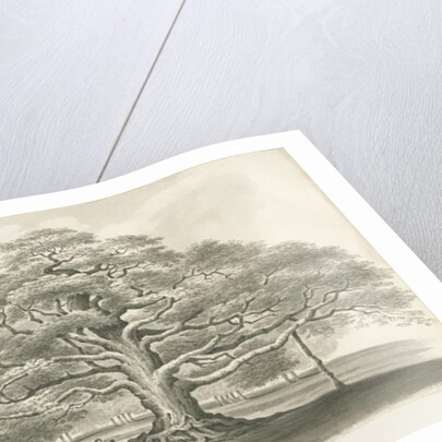 Blithfield - Bagot's Oak by Robert Noyes