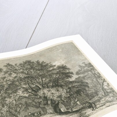 Blithfield - Wych Elm by Jacob George Strutt