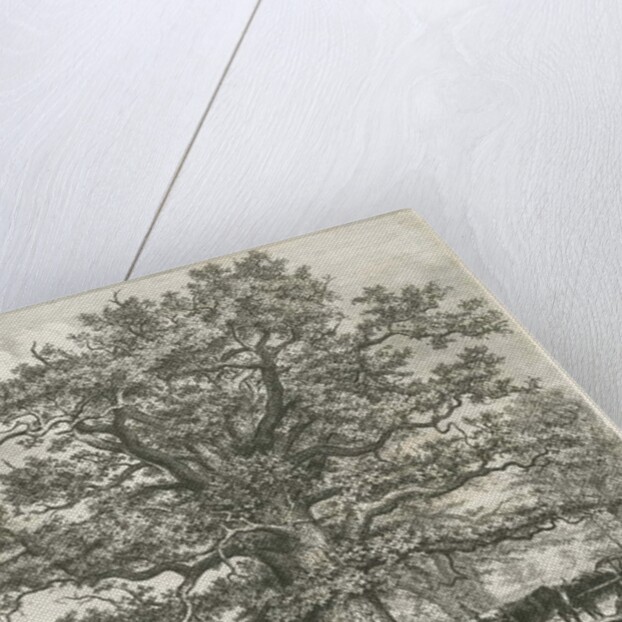 Blithfield - Squitch-bank Oak : etching, 1824 by School English