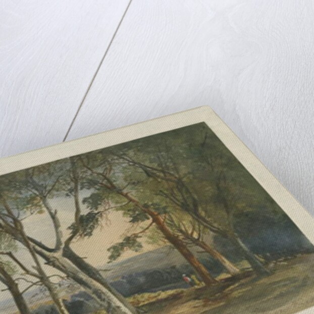 Cannock Chase by School English