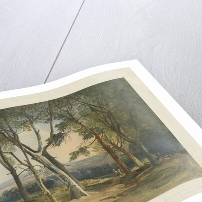 Cannock Chase by School English