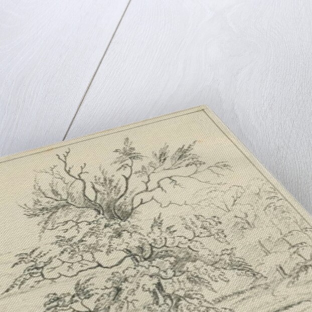 Cannock Chase by School English