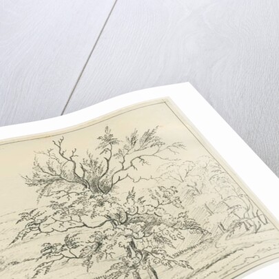 Cannock Chase by School English