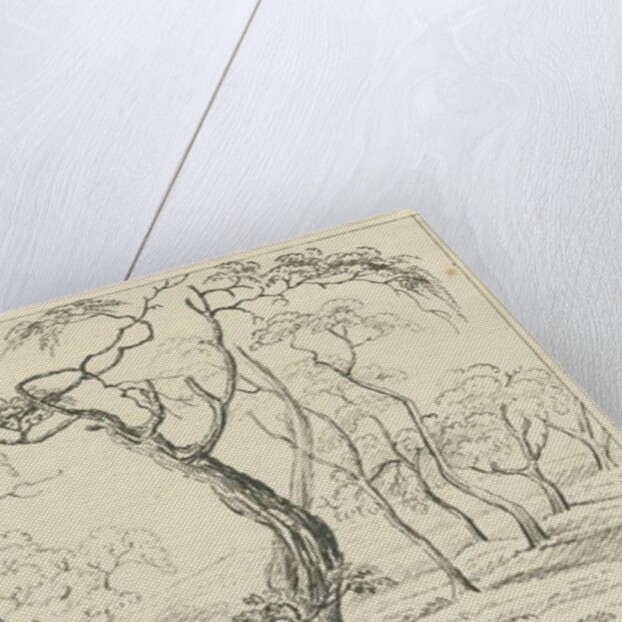 Cannock Chase by School English